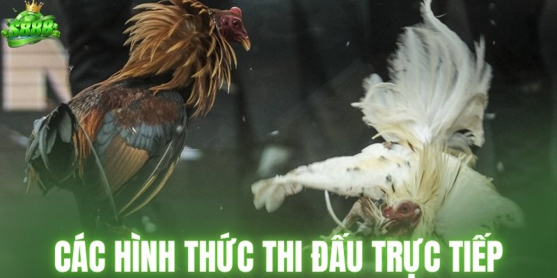 Các hình thức thi đấu trực tiếp phổ biến