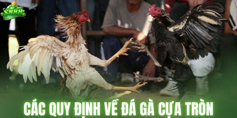Các quy định về hình thức chọi kê cựa tròn