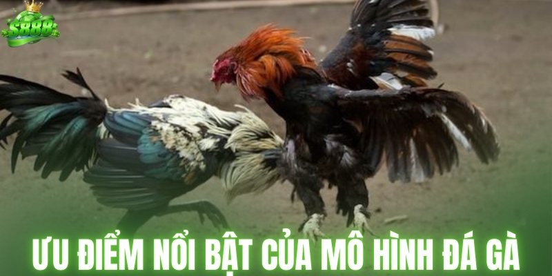 Các ưu điểm nổi bật của mô hình đá gà