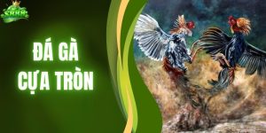Đá Gà Cựa Tròn - Thăng Hoa Đam Mê Với Kèo Đẹp Hôm Nay