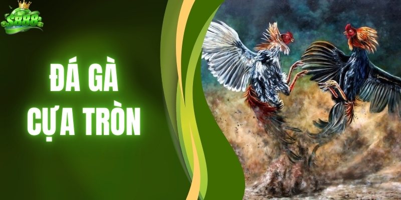 Đá Gà Cựa Tròn - Thăng Hoa Đam Mê Với Kèo Đẹp Hôm Nay