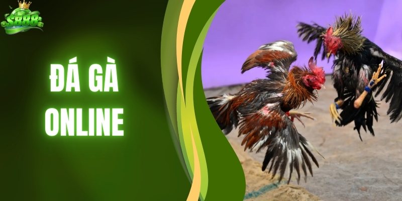Đá Gà Online - Trải Nghiệm Trường Kê Đẳng Cấp Số Một Online