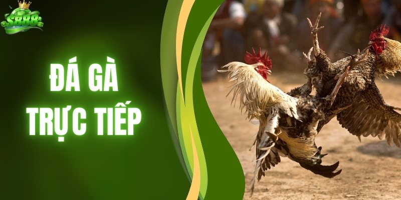Đá Gà Trực Tiếp - So Tài Nảy Lửa Chốt Kèo Thắng Đậm Hôm Nay