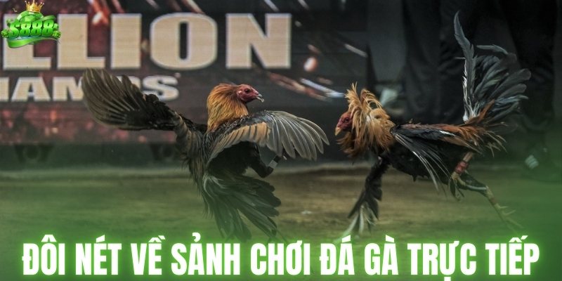 Đôi nét về sảnh chơi đá gà trực tiếp