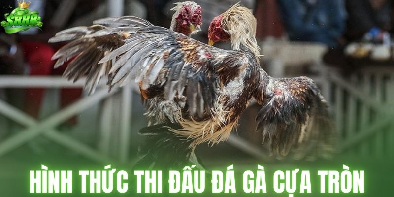 Hình thức thi đấu đá gà cựa tròn