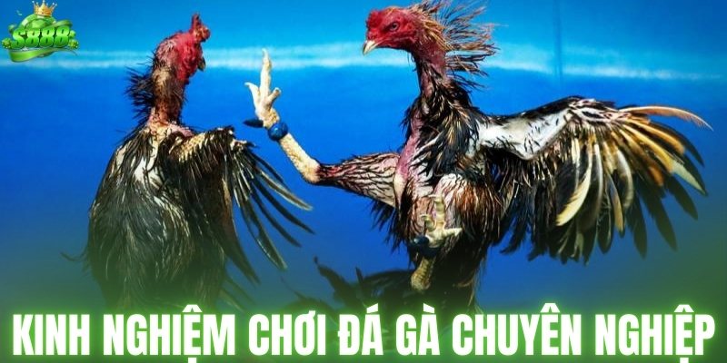 Một số kinh nghiệm chơi đá gà chuyên nghiệp