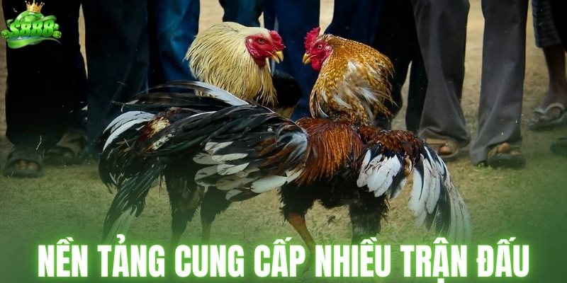 Nền tảng cung cấp hàng trăm trận đấu