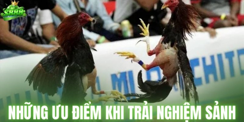Những ưu điểm khi trải nghiệm sảnh đấu