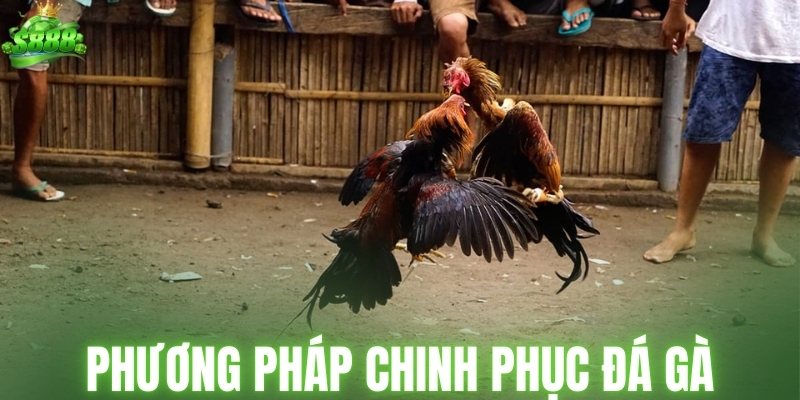 Phương pháp chinh phục đá gà dễ thắng